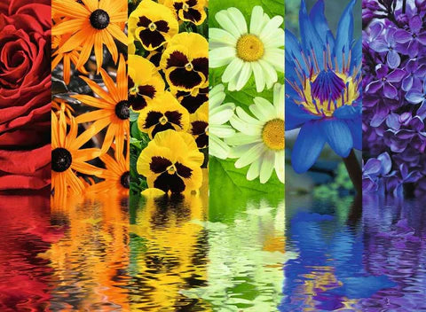 Ravensburger Floral Reflections 500 Piece